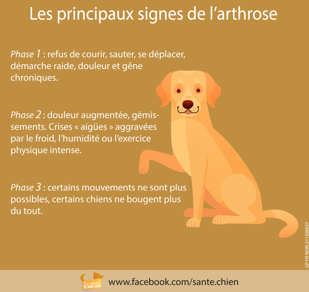 Les signes d'arthrose chez le chien - Dômes Pharma France