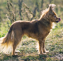 chien qui se lèche les babines